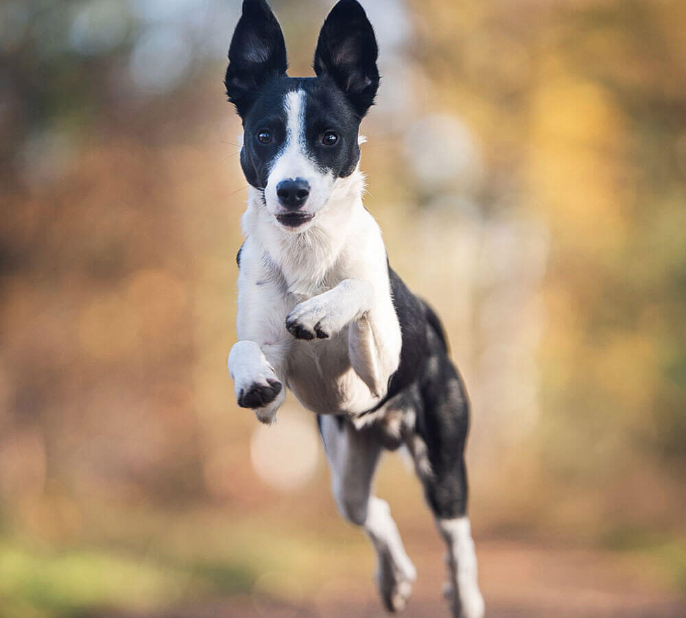 Unter Hunden - Hundeschule für Bielefeld und Gütersloh | Junghundekurs